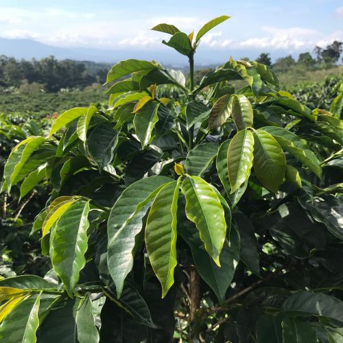 Kaffeeplantage in Brasilien